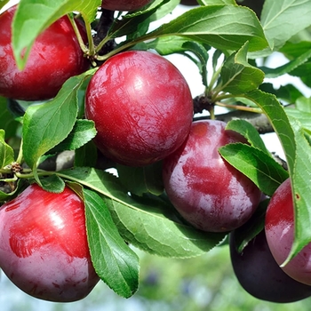 Prunus salicina 'Santa Rosa' - Santa Rosa Plum