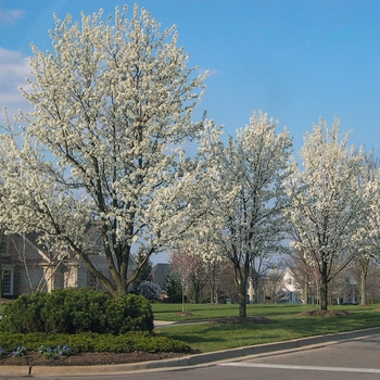 Bradford Pear - Pyrus calleryana