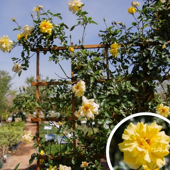 Golden Shower Rose - Rosa 'Golden Showers'