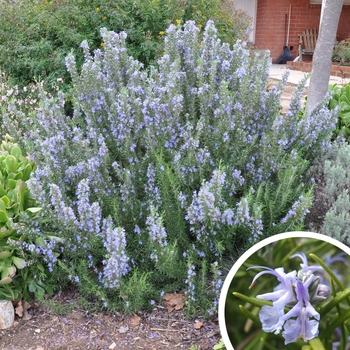 Upright Rosemary - Rosmarinus officinalis 'Tuscan Blue'