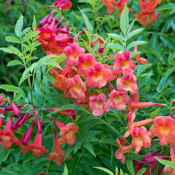 Bells of Fire Tecoma - Tecoma stans 'Bells of Fire'