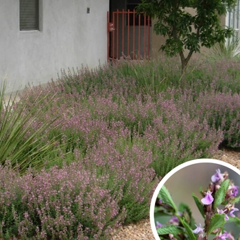 Germander - Teucrium chamaedrys