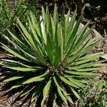 Thread Agave - Agave filifera