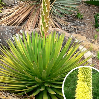 Ocahui Agave - Agave ocahui