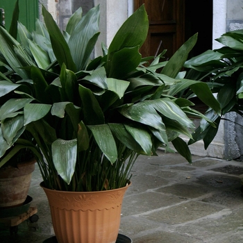 Cast Iron Plant - Aspidistra elatior