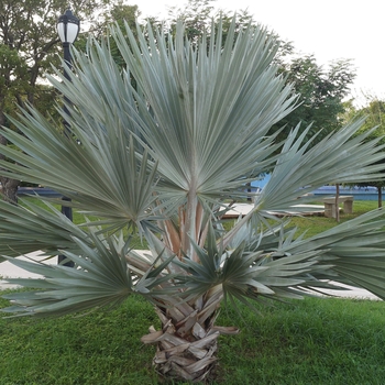 Mexican Blue Palm - Brahea armata