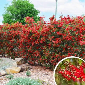 Callistemon viminalis - Weeping Bottlebrush Trees