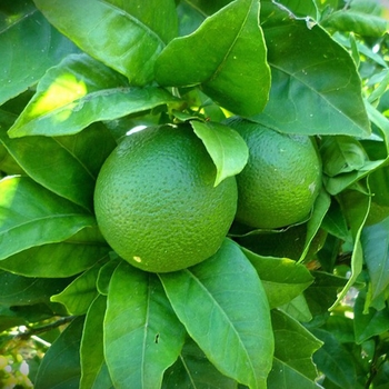 Bearss (Persian) Lime - Citrus latifolia