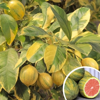 Citrus limon 'Eureka Variegated Pink' - Variegated Pink Lemon