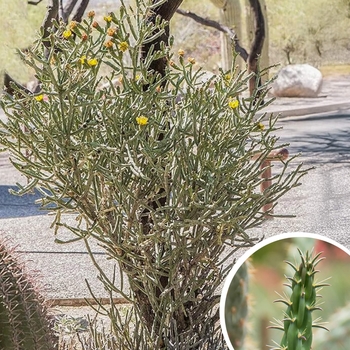 Pencil Cholla - Cylindropuntia arbuscula 'pencil'