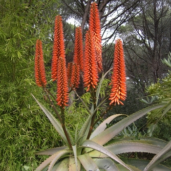 Cape Aloe - Aloe ferox