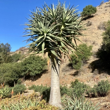 Hercules Aloe - Aloe hercules
