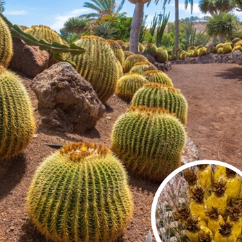 Golden Barrel Cactus - Echinocactus grusonii