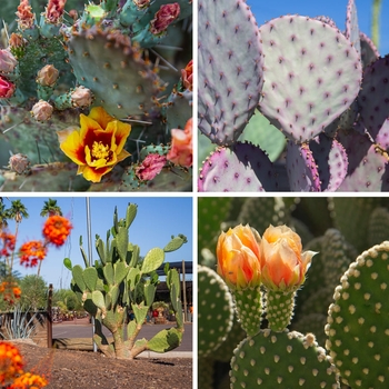 Prickly Pear Cactus - Opuntia 