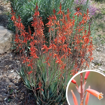 Blue Elf Aloe - Aloe 'blue elf'