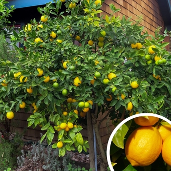 Citrus limon 'Meyer Improved' - Meyer Lemon
