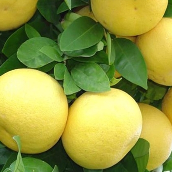 Citrus maxima 'Oroblanco' - Oroblanco Grapefruit