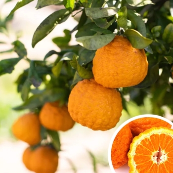 Gold Nugget Mandarin - Citrus reticulata 'Gold Nugget' 