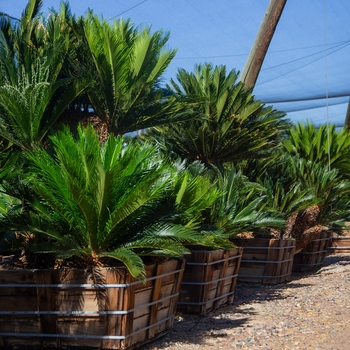 Sago Palm - Cycas revoluta
