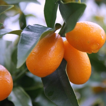 Fortunella margarita 'Nagami' - Nagami Kumquat