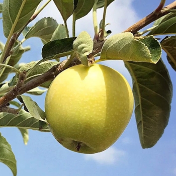 Dorsett Golden Apple - Malus domestica 'Dorsett Golden'