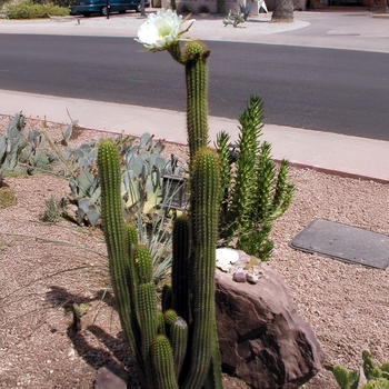 Golden Torch Cactus - Trichocereus spachianus