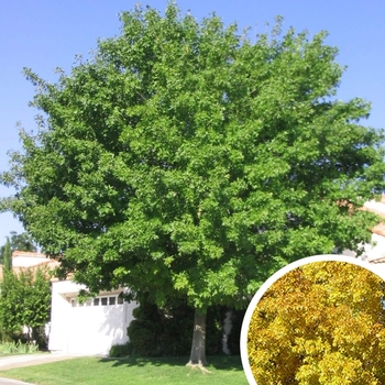 Fan-Tex Ash - Fraxinus velutina