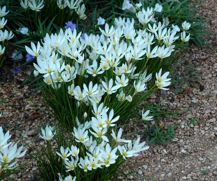 Rain Lily - Zephyranthes candida from Whitfill Nursery