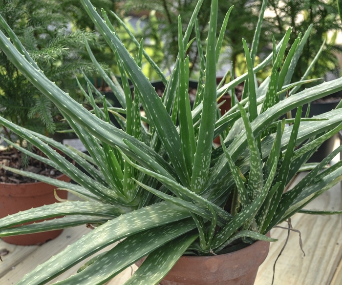 Aloe Vera (Medicinal Aloe) - Aloe barbadensis from Whitfill Nursery