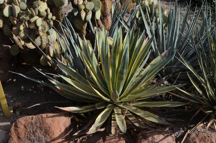 Murphy’s Agave - Agave murpheyi from Whitfill Nursery