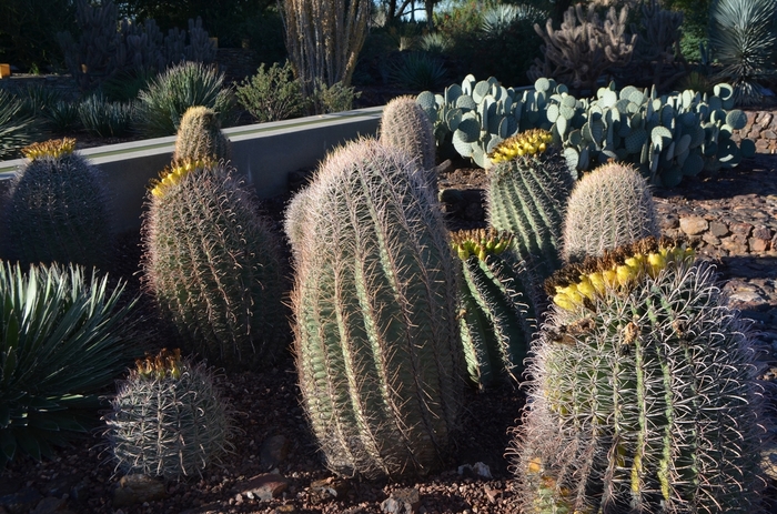 Fishhook Barrel Cactus - Ferocactus wislizeni from Whitfill Nursery