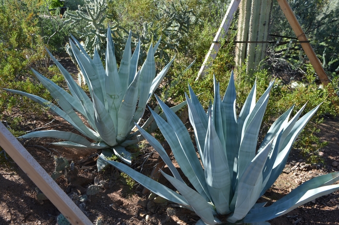 Weber Agave - Agave weberi from Whitfill Nursery