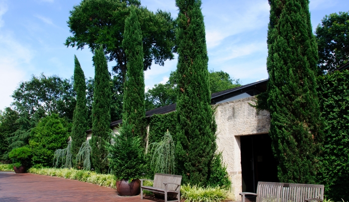 Italian Cypress - Cupressus sempervirens from Whitfill Nursery