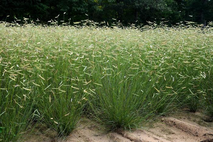 Blonde Ambition Blue Grama Grass - Bouteloua gracilis 'Blonde Ambition' from Whitfill Nursery