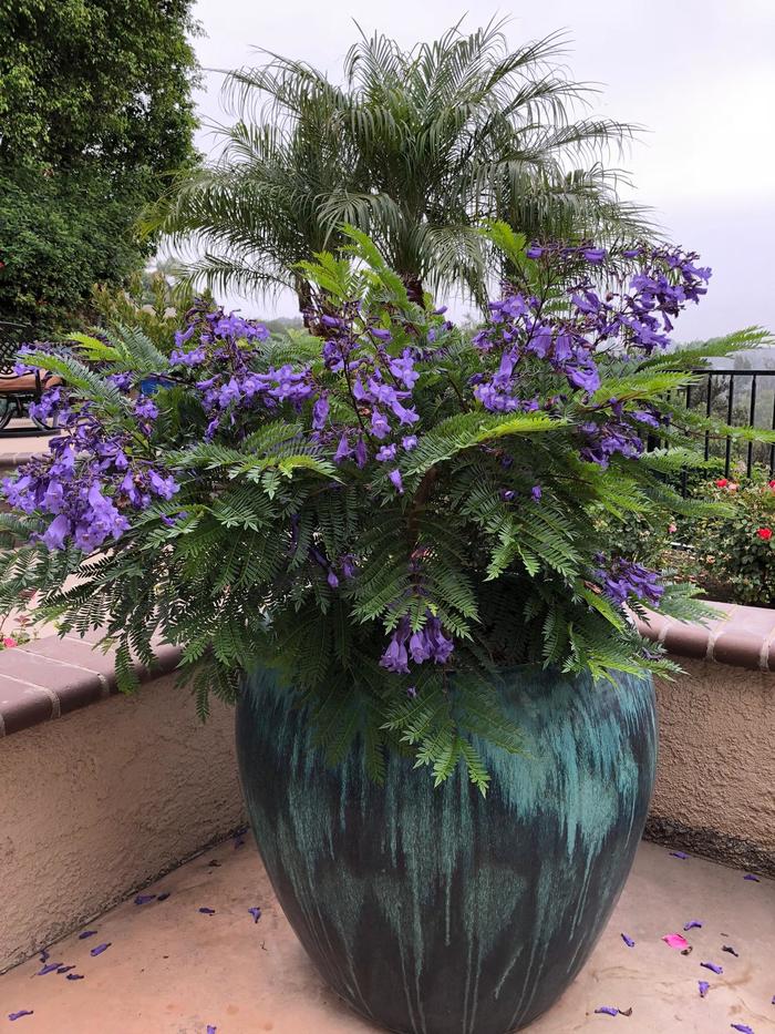 Bonsai Blue Jacaranda - Jacaranda mimosifolia 'Sakai01' from Whitfill Nursery