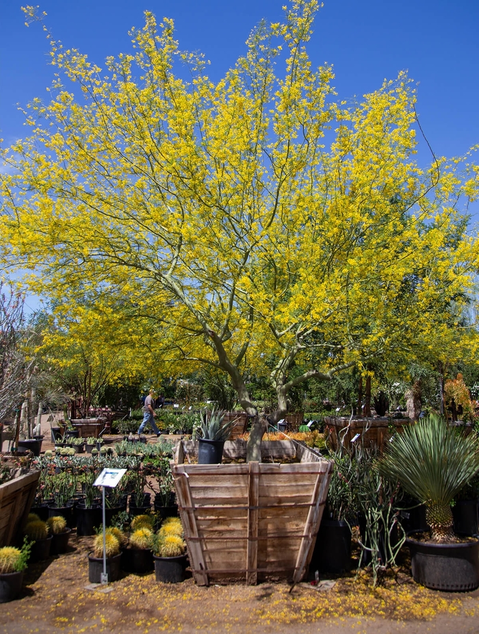 Desert Museum Palo Verde - Parkinsonia 'Desert Museum' from Whitfill Nursery