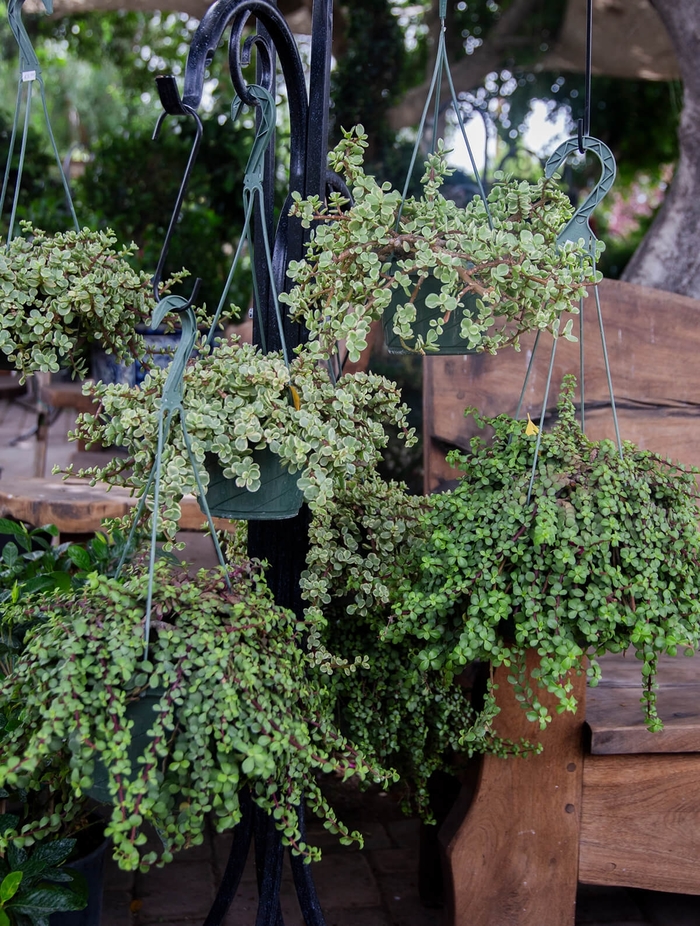 Prostrate Elephant Food - Portulacaria afra 'prostrate' from Whitfill Nursery