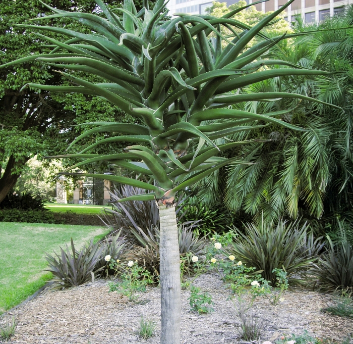 Trees Aloe - Aloe barberae from Whitfill Nursery