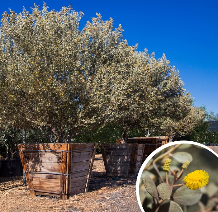 Leatherleaf Acacia - Acacia craspedocarpa from Whitfill Nursery