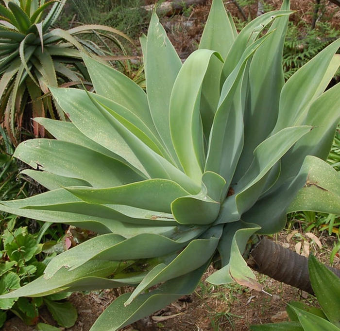 Fox Tail Agave - Agave attenuata from Whitfill Nursery