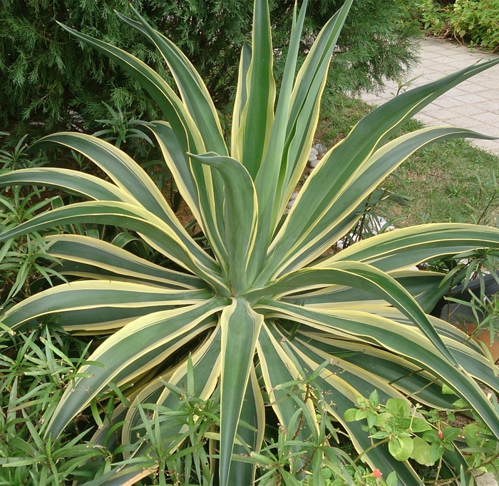 Variegated Smooth Agave - Agave desmettiana 'Variegata' from Whitfill Nursery