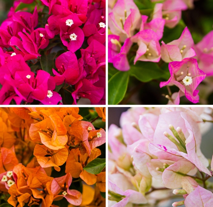 Bougainvillea - Bougainvillea from Whitfill Nursery