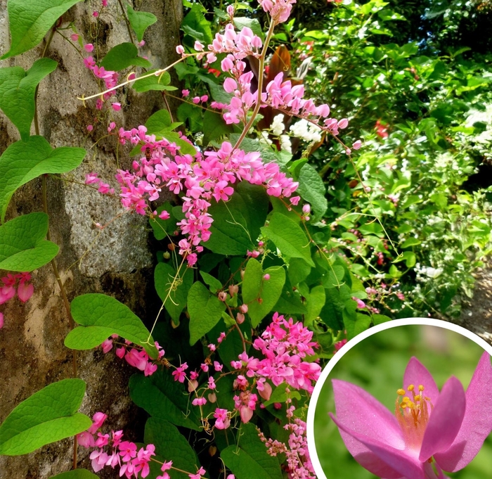 Queen's Wreath (Coral Vine) - Antigonon leptopus from Whitfill Nursery