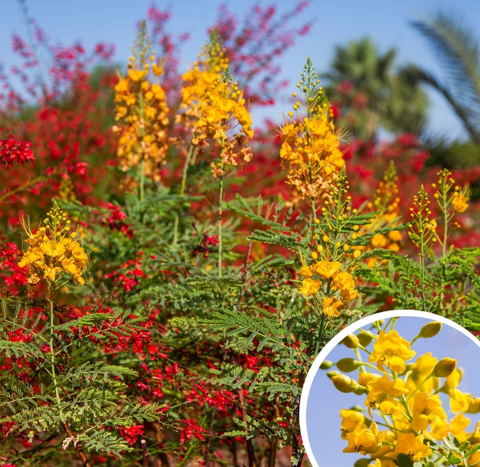Yellow Bird of Paradise - Caesalpinia gilliesii from Whitfill Nursery