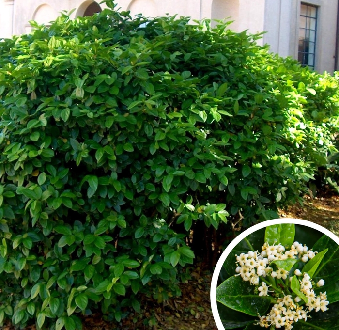 Sandanqwa Viburnum - Viburnum suspensum from Whitfill Nursery