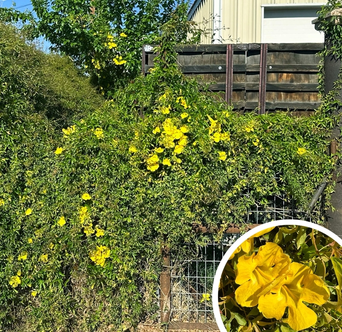 Cat's Claw Yellow Trumpet Vine - Uncaria tomentosa from Whitfill Nursery