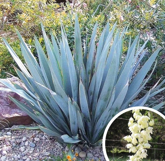 Pale-Leaf Yucca - Yucca pallida from Whitfill Nursery