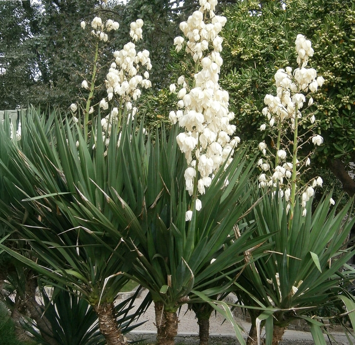 Mound Lily Spanish Dagger - Yucca gloriosa from Whitfill Nursery
