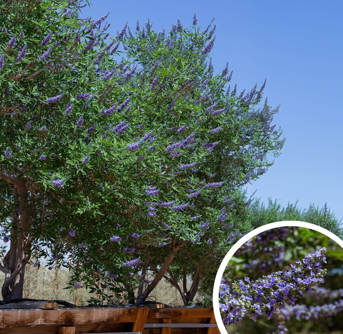 Vitex - Vitex agnus-castus from Whitfill Nursery