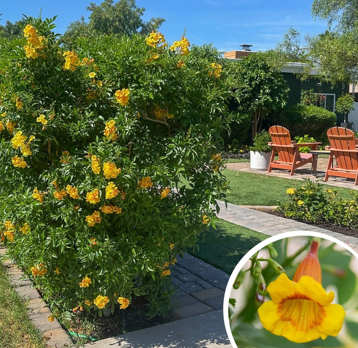 Tecoma Sparky Bells - Tecoma stans 'Sparky' from Whitfill Nursery